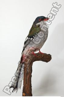 Cuban Trogon-Priotelus temnurus 0009